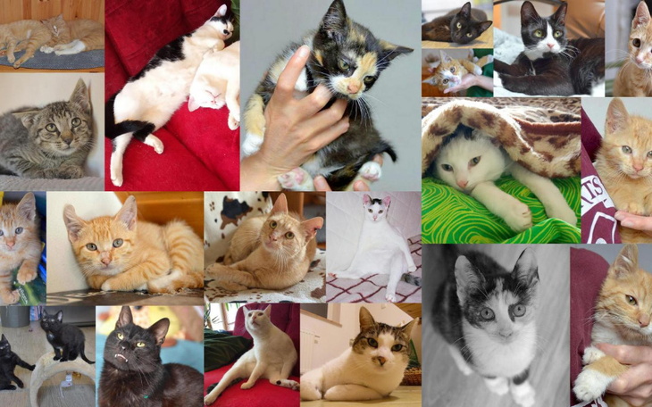 Zbiórka Walczymy z panleukopenią. - zdjęcie główne