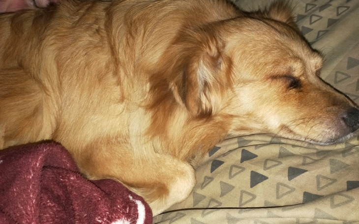 Zbiórka Na operację oka mojego psa - zdjęcie główne