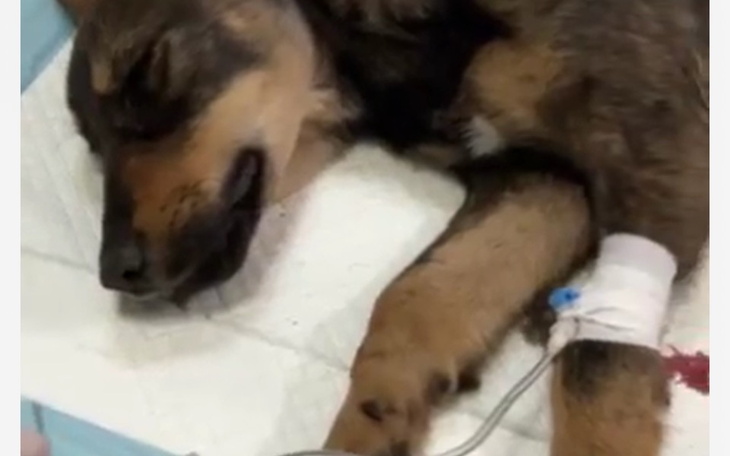 Zbiórka Szczeniak z Podlasia umiera - zdjęcie główne