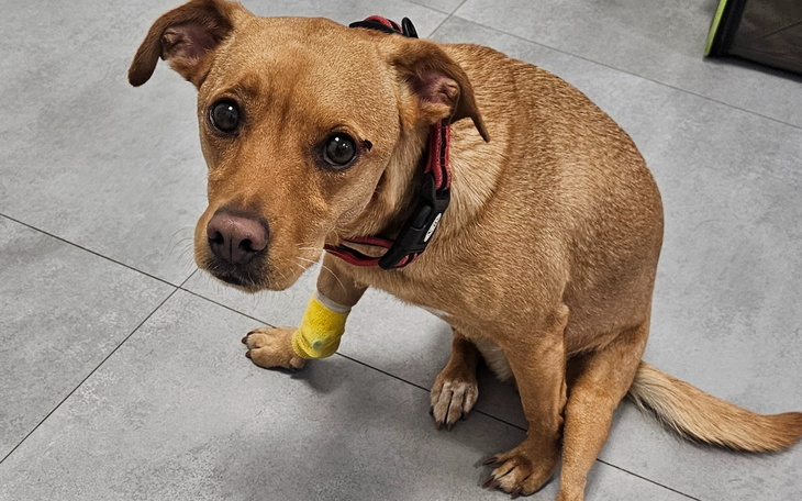 Pies z opatrunkiem na łapie, siedzący na podłodze.