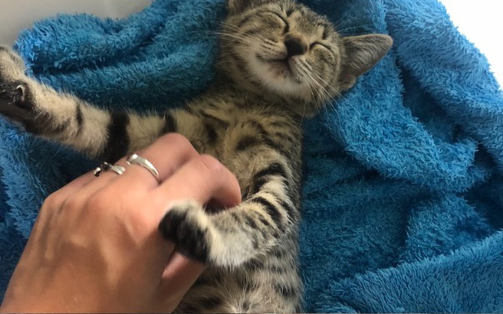 Zbiórka Leczenie dwó miesięcznej kotki - zdjęcie główne