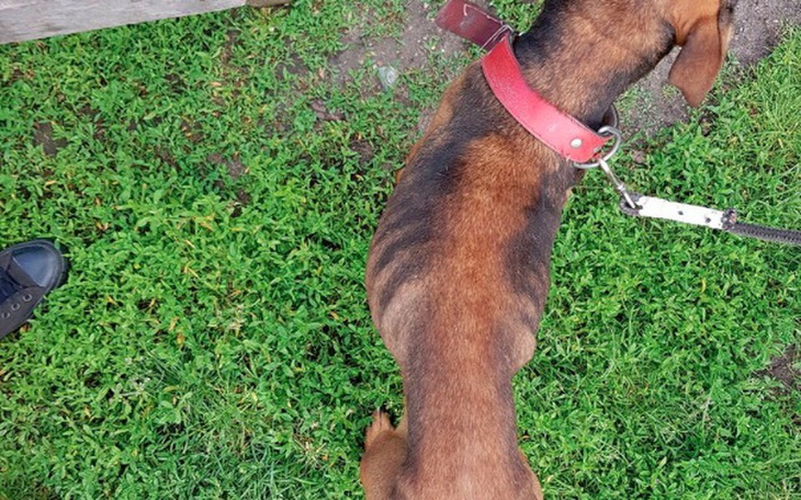 Zbiórka Saba - szkielet psa - zdjęcie główne