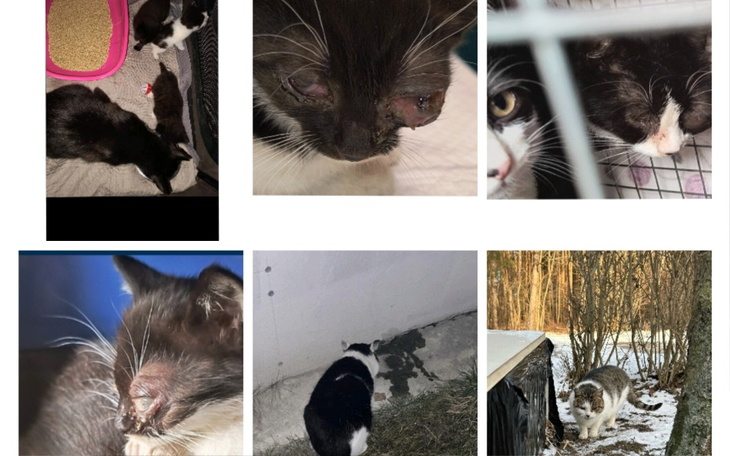 Zbiór zdjęć kotów, niektóre z ranami, potrzebujących pomocy.