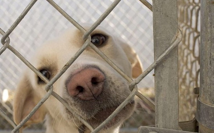 Zbiórka Portal Aukcyjny Dla Zwierząt - zdjęcie główne