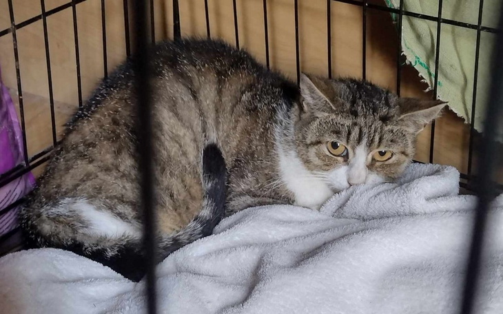 Zbiórka Kastracja kotki Łapki i Sówki. - zdjęcie główne