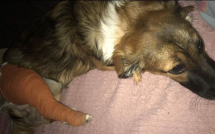 Zbiórka Operacja złamanej łapki. - zdjęcie główne