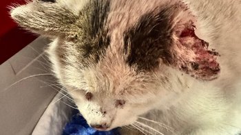 Zbiórka Uszatek - obraz rozpaczy - miniaturka zdjęcia