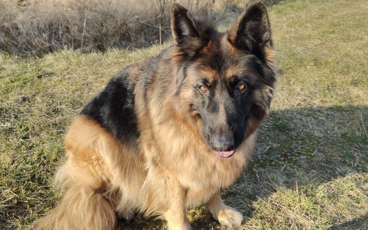 Owczarek niemiecki siedzi na trawie w słońcu.