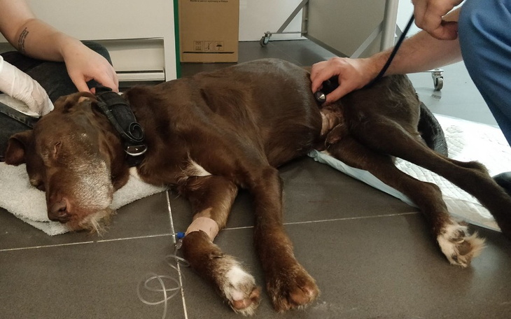 Zbiórka Czekuś znów potrzebuje wsparcia - zdjęcie główne