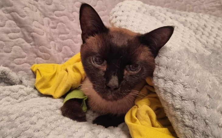 Zbiórka Ivko potrzebuje wsparcia - zdjęcie główne