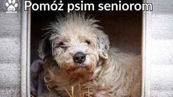 Zbiórka Pomóż psim seniorom - miniaturka zdjęcia