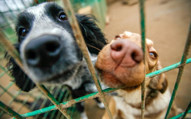 Zbiórka pomoc na karmę dla schroniska - zdjęcie główne