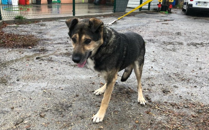 Zbiórka Ostatnia szansa dla Borysa - zdjęcie główne