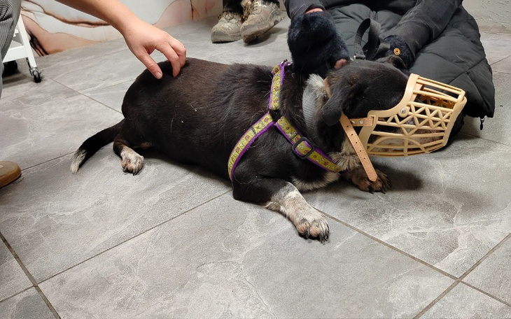 Zbiórka By wygrać walkę z parwowirozą - zdjęcie główne