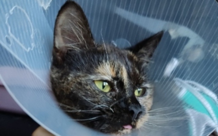 Zbiórka Żwirek dla chorych kotów - zdjęcie główne