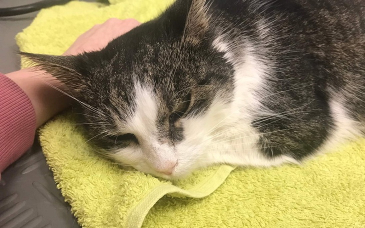 Zbiórka Ocalmy życie Melka - zdjęcie główne