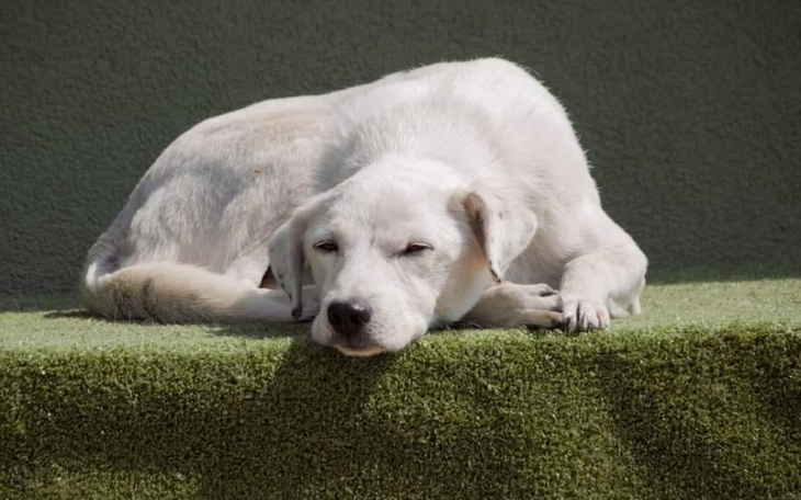 Śpiący pies na zielonej trawie.