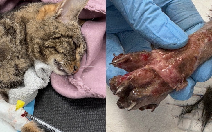 Zraniony kot oraz zdjęcie jego łapy w rękawiczkach.
