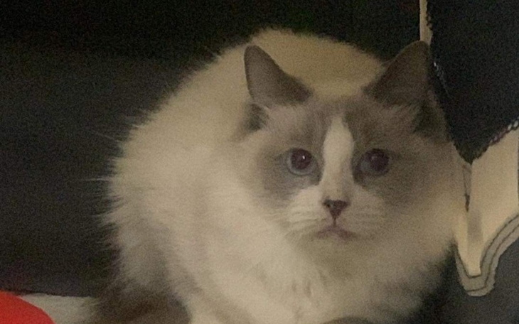 Zbiórka Pyza - leczenie kotki - zdjęcie główne