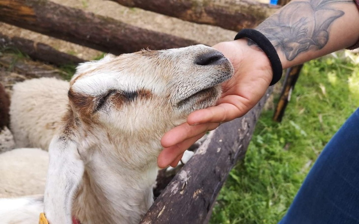 Zbiórka Ostatnia deska ratunku dla azylu - zdjęcie główne