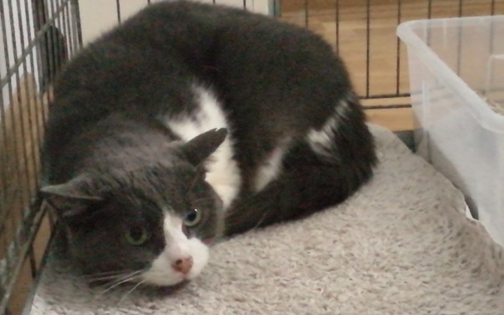 Zbiórka Leczenie Ramzesa - zdjęcie główne