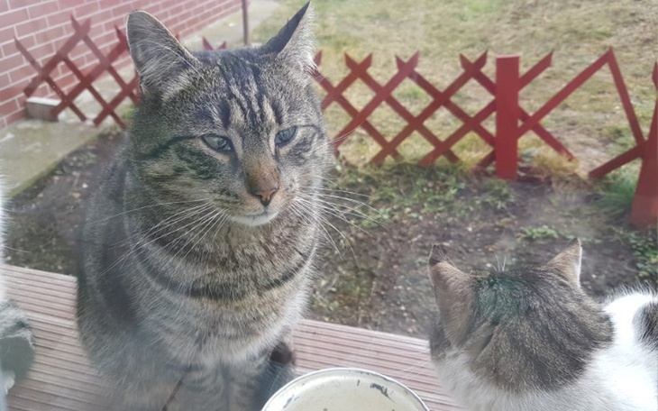 Zbiórka Bezdomniaki ze Spółdzielczej... - zdjęcie główne