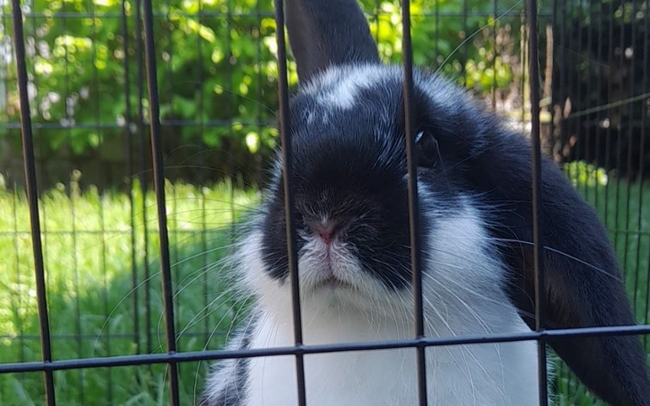 Zbiórka Mój królik wymaga leczenia - zdjęcie główne