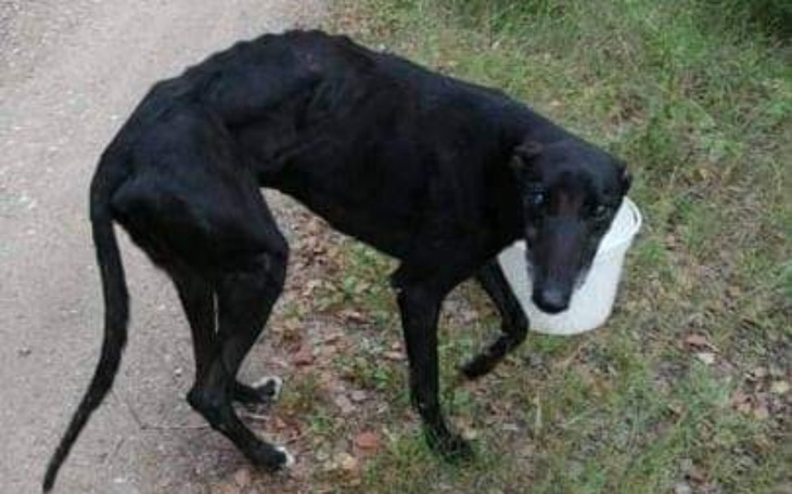 Zbiórka Skóra i kości z lasu. - zdjęcie główne