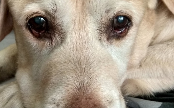 Zbiórka Pomóżmy BRUTUSOWI znów ODDYCHAĆ - zdjęcie główne