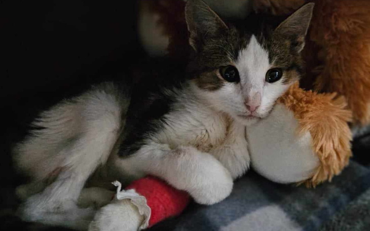 Mały kotek leżący na pluszowym misiu z opatrunkiem na łapie.