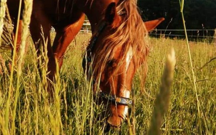 Zbiórka Nie mamy siana pomóż nam - zdjęcie główne