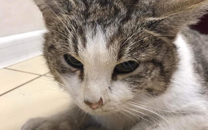 Zbiórka Kotek po wypadku Operacja - zdjęcie główne