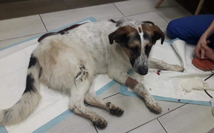 Zbiórka Zoltan walczy z PARWOWIROZĄ - zdjęcie główne