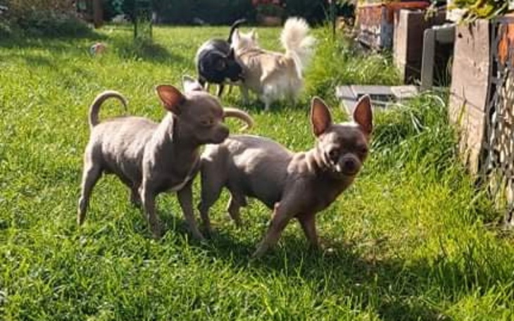 Zbiórka Kastracja 3 piesków z pseudo - zdjęcie główne