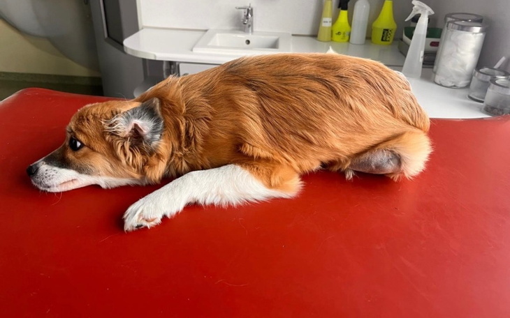 Zbiórka Operacja potrąconego szczeniaka - zdjęcie główne