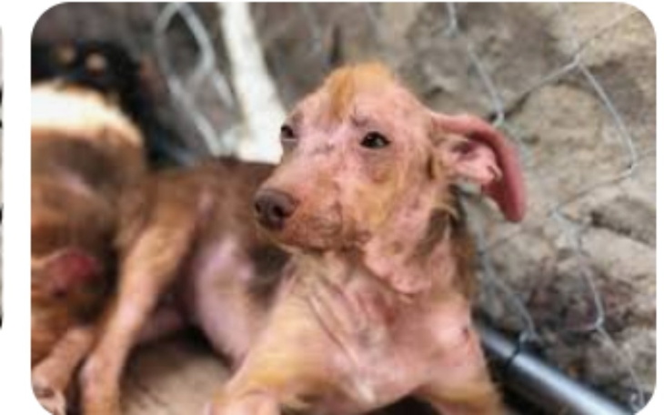 Zbiórka Dla głodnych psów - zdjęcie główne