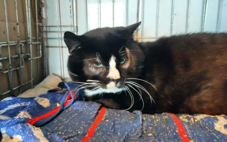 Zbiórka Patison -kolejne faktury - zdjęcie główne