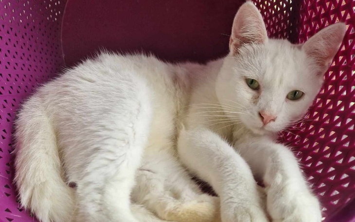 Zbiórka Walka o Zaranka, o jego życie... - zdjęcie główne