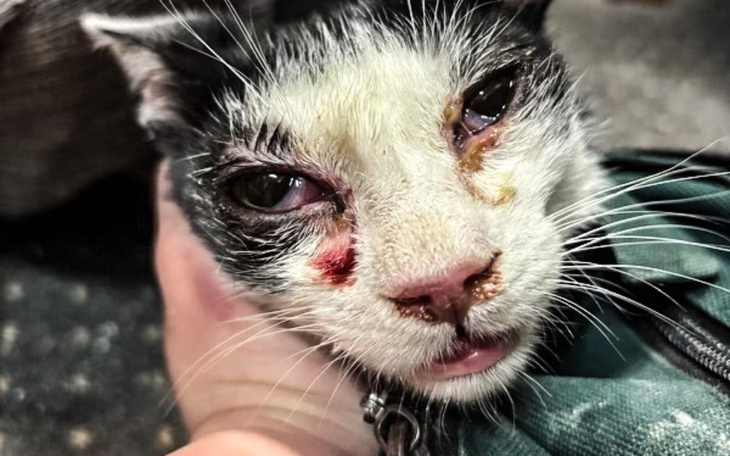 Kot z ranami na pyszczku, trzymany w rękach.