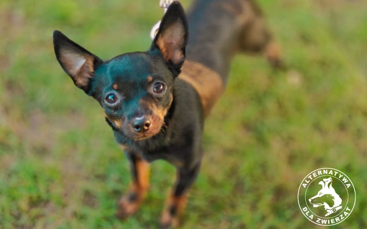 Mały piesek z dużymi uszami na zielonej trawie.