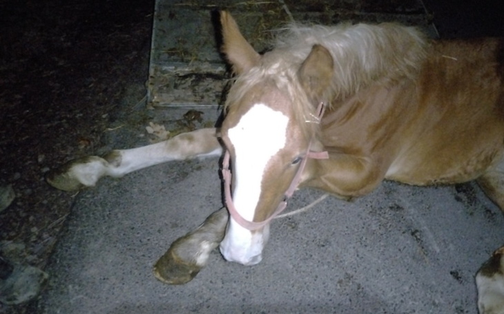Chory koń leżący na ziemi, z widocznymi ranami.