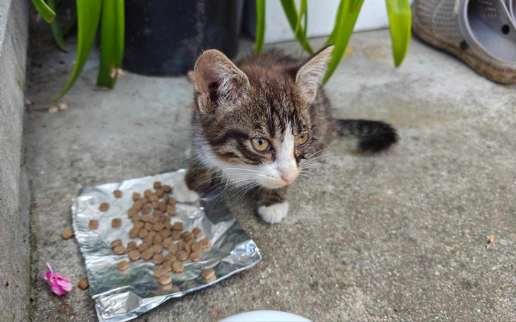 Mały kotek jedzący karmę na zewnątrz.