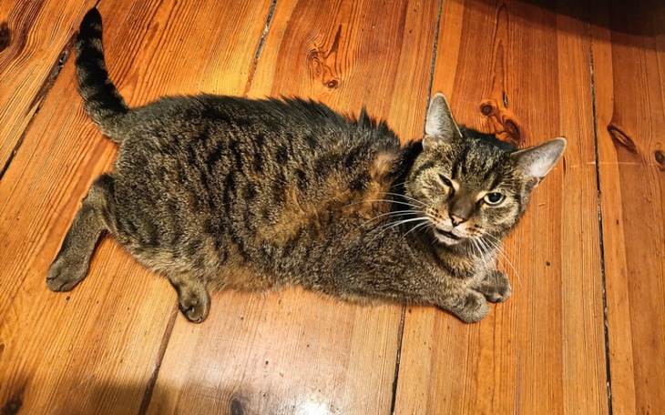 Zbiórka Leczenie niewydolności u kota - zdjęcie główne