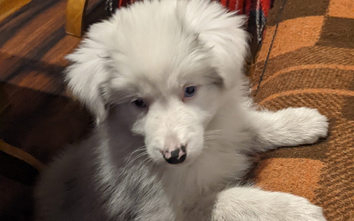 Zbiórka Lili potrzebuje pomocy - zdjęcie główne