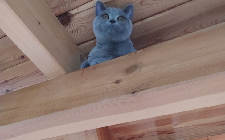 Zbiórka Leczenie Brytka, walka z chorobą - zdjęcie główne