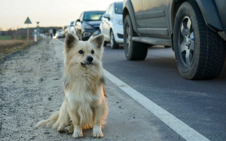 Pies siedzący na poboczu drogi, obok przejeżdżających samochodów.