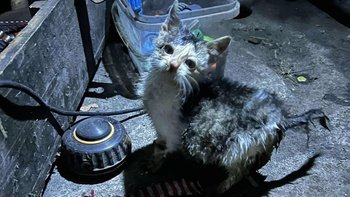 Zbiórka Uratujmy maluszka z ulicy - miniaturka zdjęcia