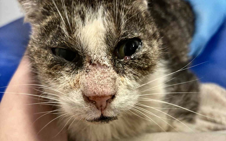 Chory kot z raną na nosie, patrzący w obiektyw.