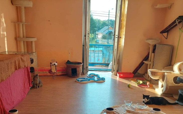 Zbiórka Na lepsze życie kotów z kociarni - zdjęcie główne