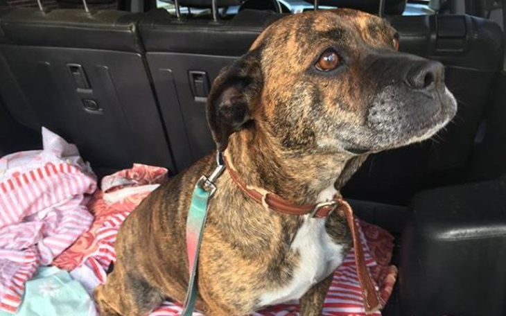 Zbiórka Amstaffy Niczyje - pilna sterylk - zdjęcie główne